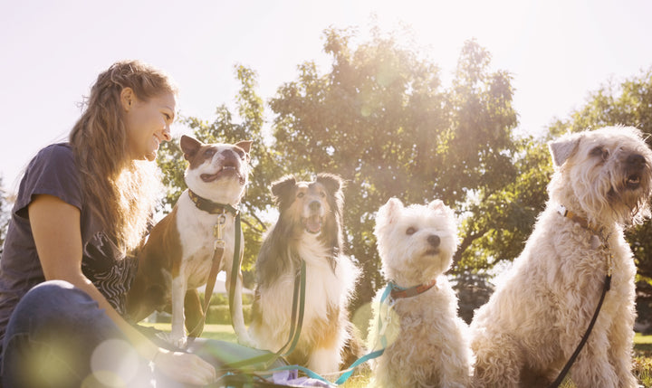 Coffee at the Dog Park(250 word-revised-genre:rom-com/action:grinding coffee beans/word:tense)